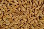  семена озимой пшеницы,третикале в Белгороде и Белгородской области