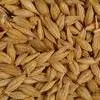  семена озимой пшеницы,третикале в Белгороде и Белгородской области