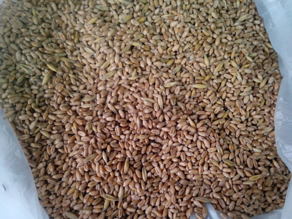 фотография продукта Пшеница 5кл по 9руб. россыпь