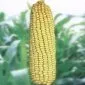 семена кукурузы  в Краснодаре