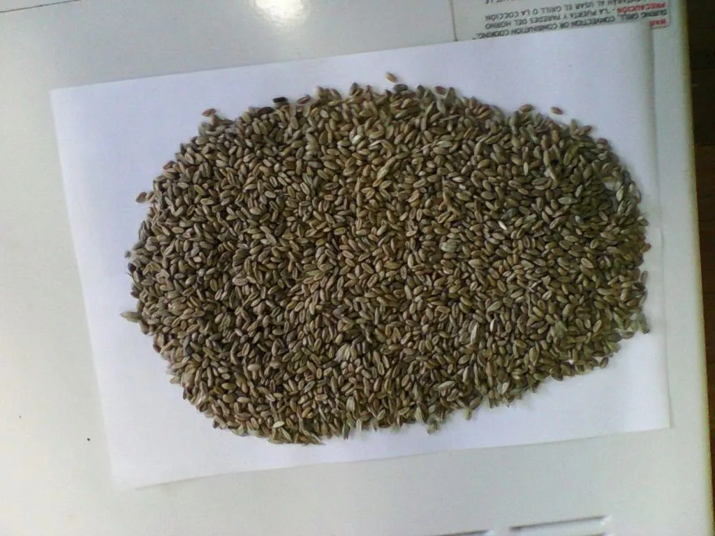 пшеница фуражная, фасовка 50кг в Омске