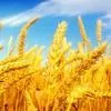 закупаем кукурузу.пшеницу в Усть-Лабинске