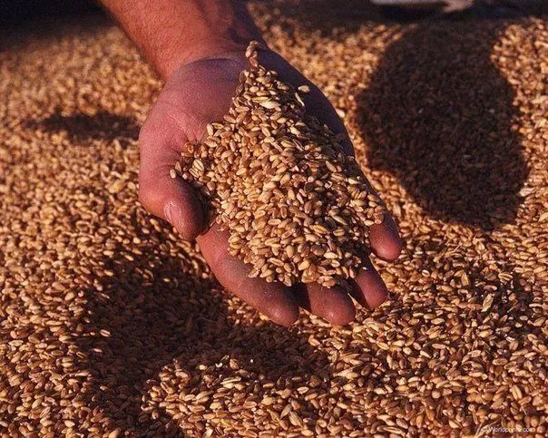 продажа зерна пшеницы 2-3 класса
