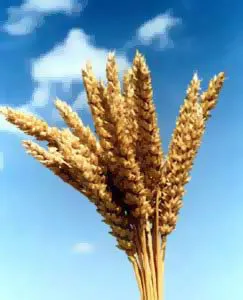 фотография продукта Пшеница, ячмень, кукуруза.