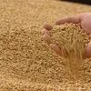 milling Wheat 45 000 tons CIF China в Китае 2