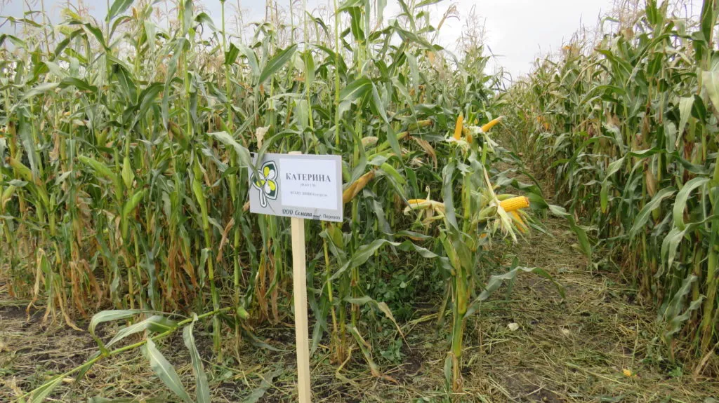 семена кукурузы Катерина  ВНИИ Кукурузы в Нижнем Новгороде