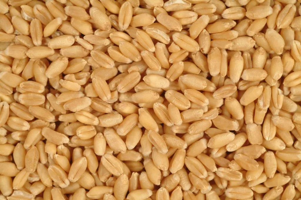 пшеница 3 класса