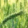 элитные семена озимой пшеницы в Воронеже