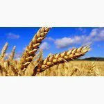 фотография продукта Закупаем Пшеницу  Юфо,скфо,цфо 