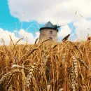 В Белоруссии сократилось производство сельхозпродукции