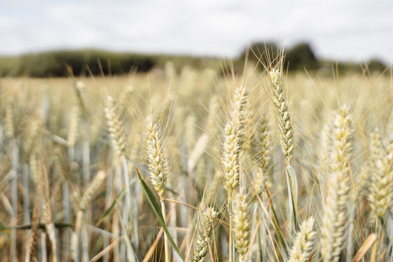 2 новых сорта озимой пшеницы будут доступны для осеннего посева в США