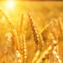 Египет в 2021 году сократит расходы на импорт пшеницы
