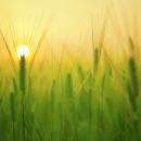 В Европе впервые проведут полевые испытания генно-модифицированной пшеницы