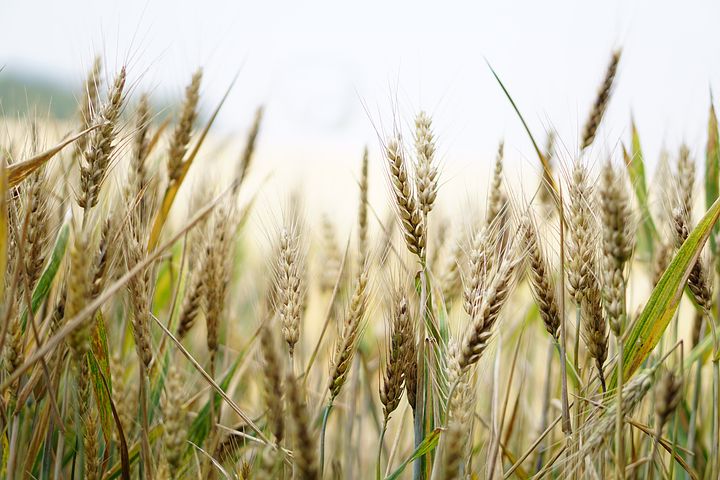 Вредоносная амброзия обнаружена в партии пшеницы весом 2000 тонн