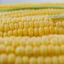 Производство кукурузы в Китае восстановилось после пятилетнего перерыва