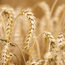 Минсельхоз США понизил прогноз экспорта пшеницы из России
