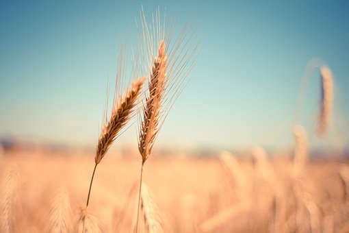 Плодородие сельхозземель как основа российского производства и экспорта зерна