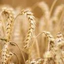 Узбекские ученые создали сорт мягкой пшеницы «Пахлавон»