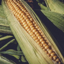 Баланс рынка кукурузы: объем рынка, самообеспеченность, потребление