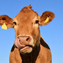 «Южуралкондитер» будет отдавать отходы производства на корм сельскохозяйственным животным