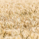 «Русагротранс» назвал крупнейших российских экспортеров зерна