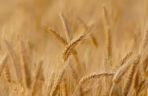 "СовЭкон": Мировые цены на пшеницу могут превысить $400 за тонну из-за ситуации вокруг Украины 