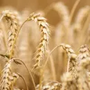 Канадские фермеры не будут увеличивать посевные площади пшеницы