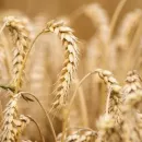 Сеять пшеницу без оглядки бразильских фермеров побуждают высокие цены и конкуренция