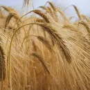 В США отмечен рекордный рост цены на кукурузу и пшеницу
