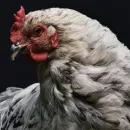 Зерновой трейдер CBS Commodities намерен купить Русско-Высоцкую птицефабрику в Ленобласти
