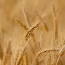 Индия ввела запрет на экспорт пшеницы