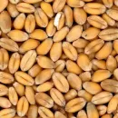 Цены на пшеницу в мире побили рекорд времен «арабской весны»