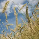 Канада готова вывезти зерно из портов Украины