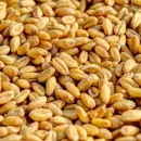 Цена на пшеницу побила рекорд на рынке Европы