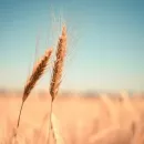 В России появился новый биржевой индекс на пшеницу