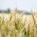 В Татарстане обнаружили болезни зерновых, которые могут привести к сокращению урожая