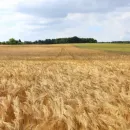 Австралии предсказали высокий урожай пшеницы третий год подряд