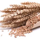 Украина в первой половине июня экспортировала 695 тыс. тонн зерна