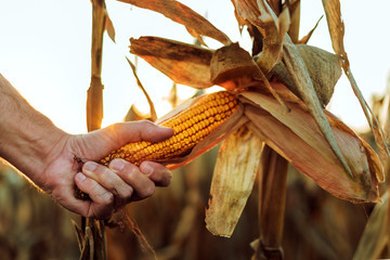 Китай окончательно одобрил ГМО сорта сои и кукурузы