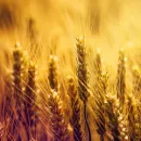 Минсельхозу предложили отменить экспортные пошлины на зерно из Дальнего Востока