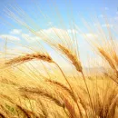 Ставропольская жатва 2022 покажет сильный потенциал российской озимой пшеницы