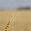 В падении цен на зерно во время сбора урожая немецкие фермеры усмотрели теории заговора