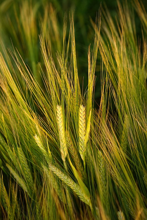 Аргентинская компания добивается коммерциализации засухоустойчивой ГМО пшеницы в США