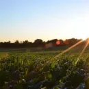 Гидрометцентр: погодные условия способствуют получению высокого урожая зерна в России