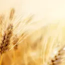 Российские сельхозпредприятия снизили реализацию зерна более чем на 2%