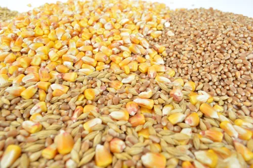 На Украине открыли компанию для создания госрезерва зерна