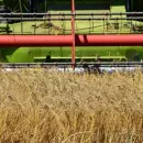 Украинская зерновая ассоциация улучшила прогноз урожая зерновых в стране в этом году на 4%