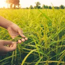 Дроны для борьбы с фермерскими поджогами стерни риса задействуют в Индии