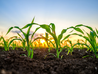 «АгроТерра» развивает проект по производству семян гибридов кукурузы и подсолнечника 