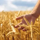 Экспорт пшеницы из Австралии в мае снизился на 7%